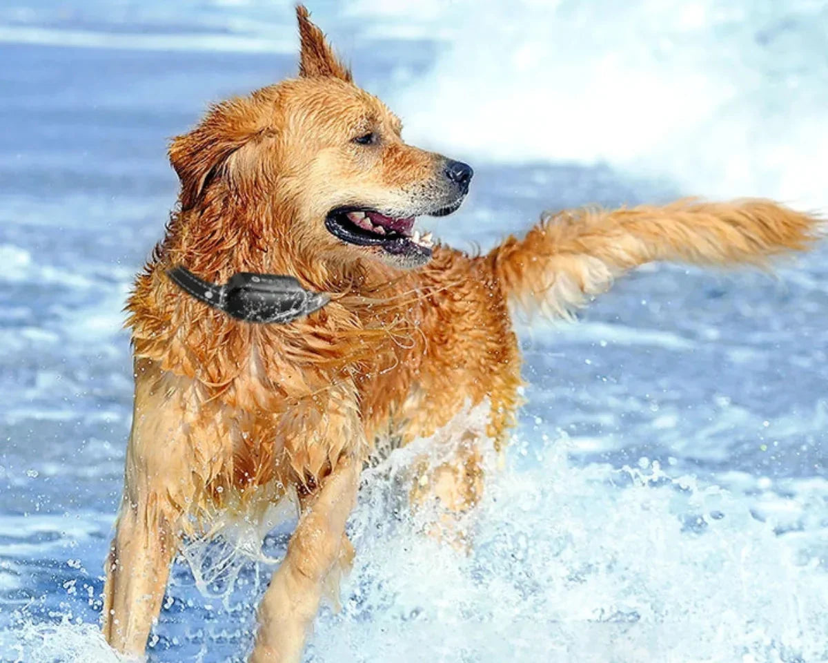 Hundehalsbånd – Træning med Fuld Kontrol