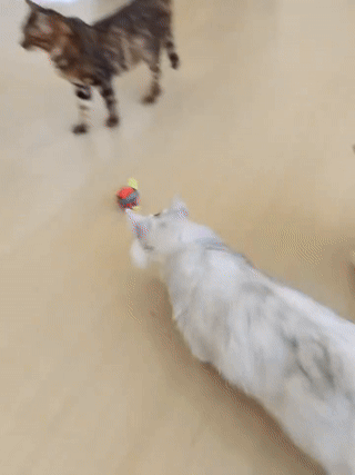 Bring uendelig glæde til din kat - selv når du ikke er hjemme!