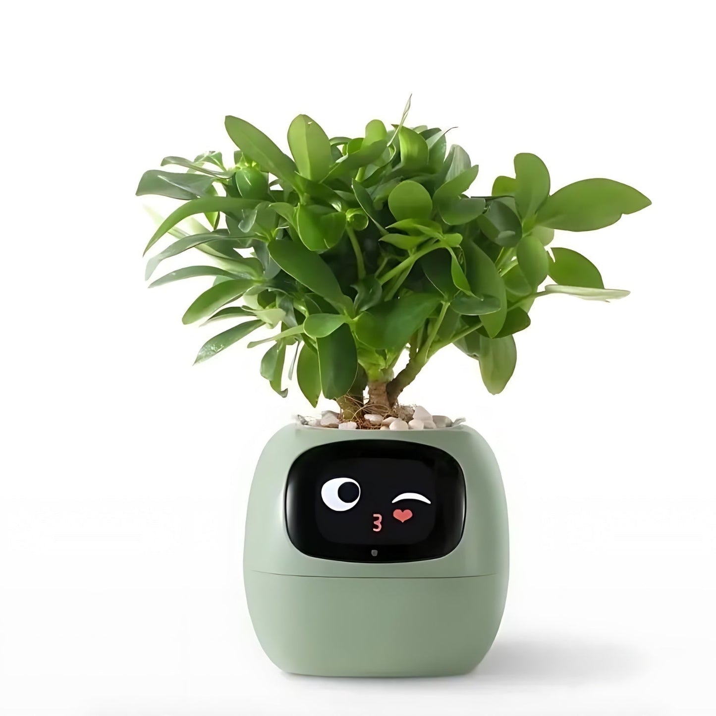 SMART Blomsterkrukke til automatisk plantepleje