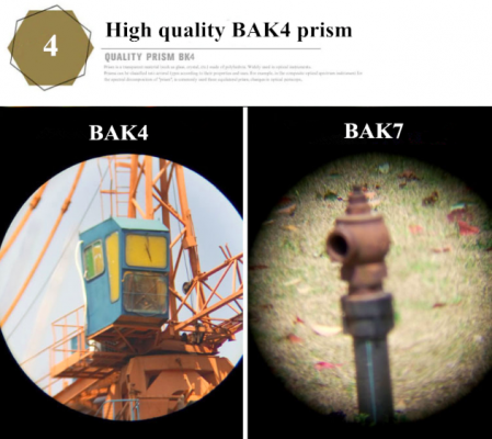 Kikkerter – Skarpe Observationer Dag & Nat